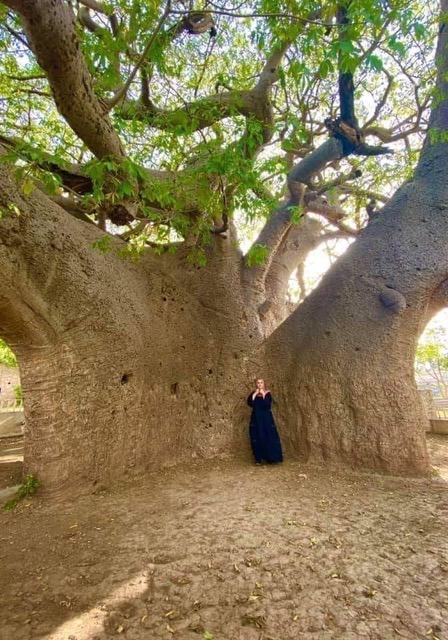 Yemen tree